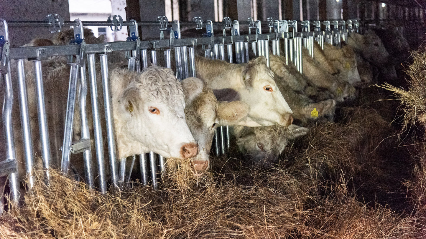 Front de Furajare la 6 Metri